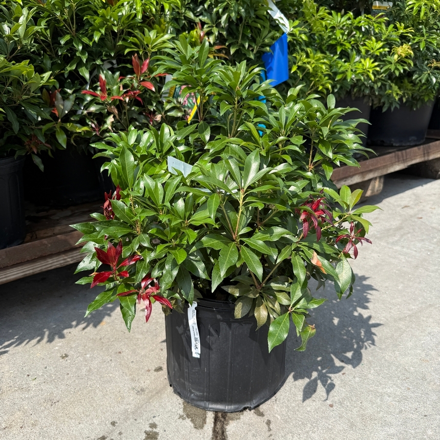 Pieris japonica Katsura PP15452