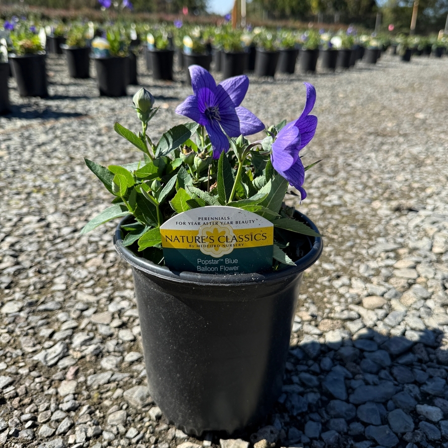 Platycodon Pop Star™ Blue