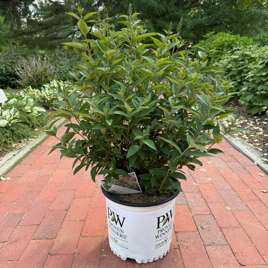 Buddleia Miss Molly