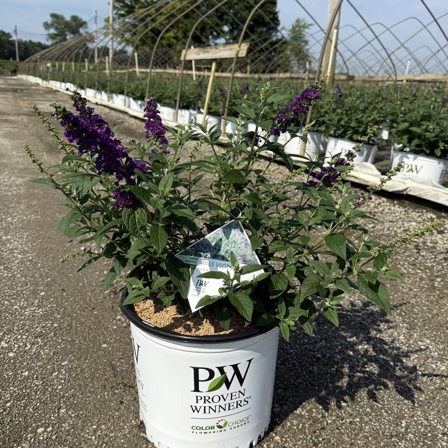 Buddleia Miss Violet