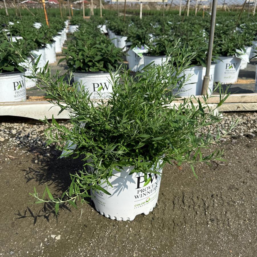 Buddleia Mop Top® PP36748