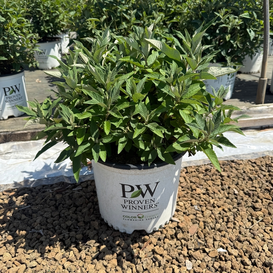 Buddleia Pugster Blue® PP28794