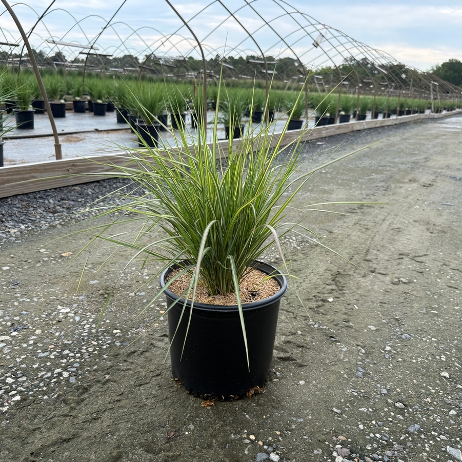 Calamagrostis acutiflora Eldorado
