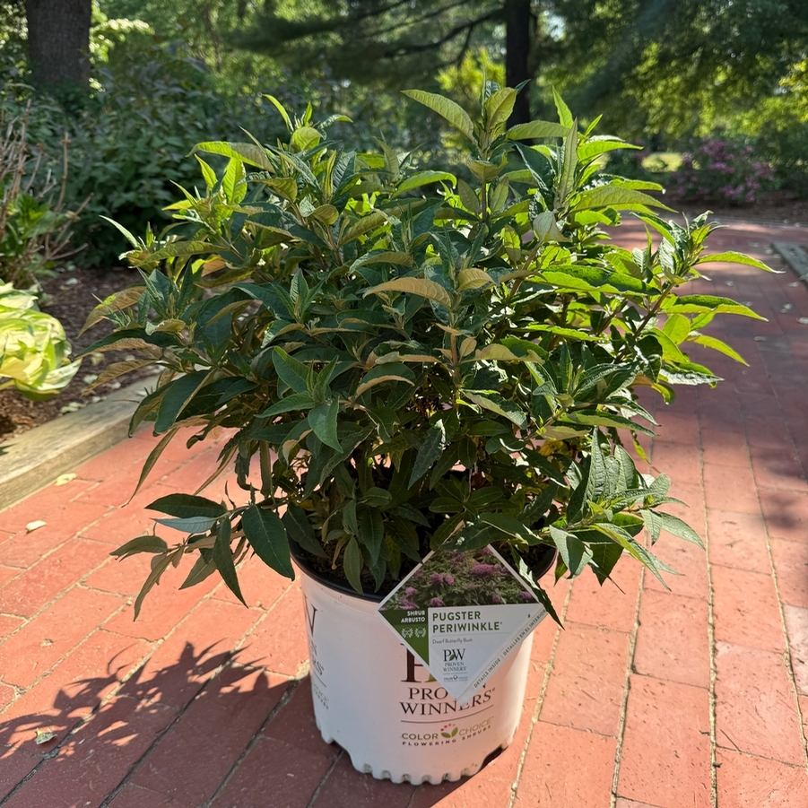 Buddleia Pugster Perwinkle® PP28796