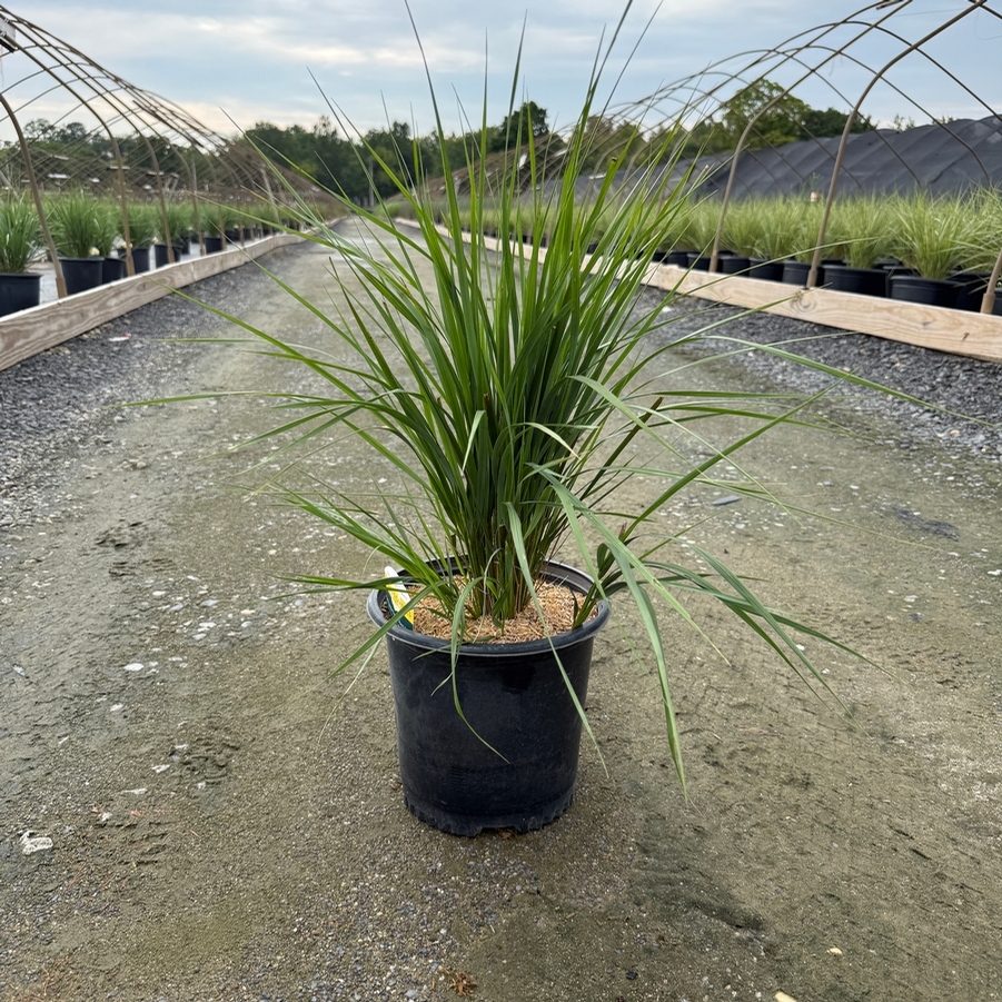 Calamagrostis acutiflora Karl Foerster