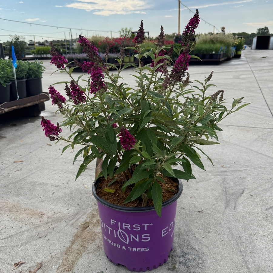 Buddleia davidii Funky Fuchsia™ PP26278