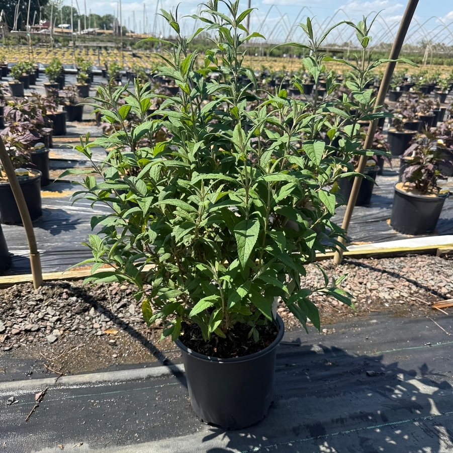Buddleia davidii Pink Delight