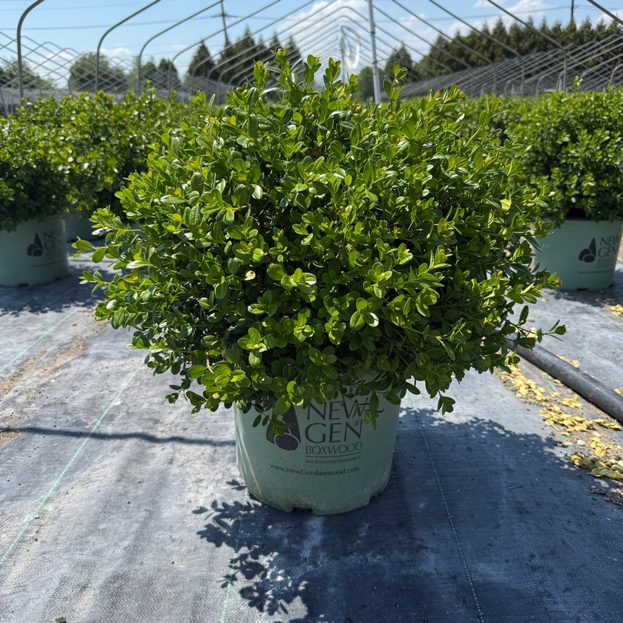 Buxus NewGen® Freedom®