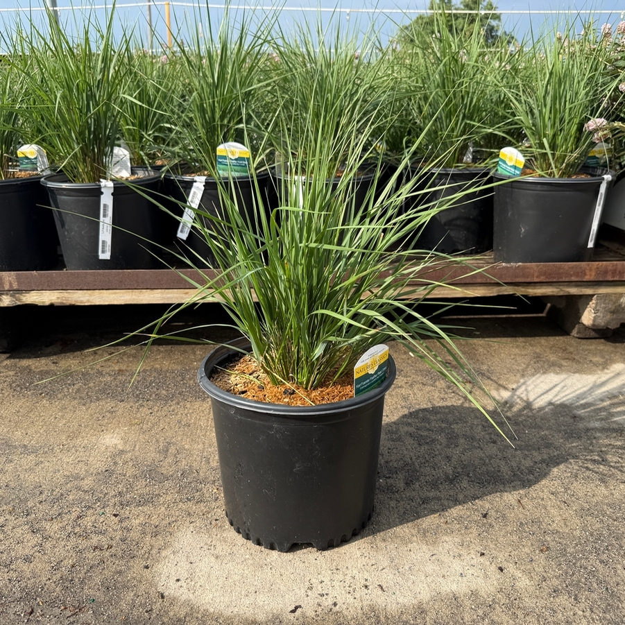Calamagrostis acutiflora Karl Foerster