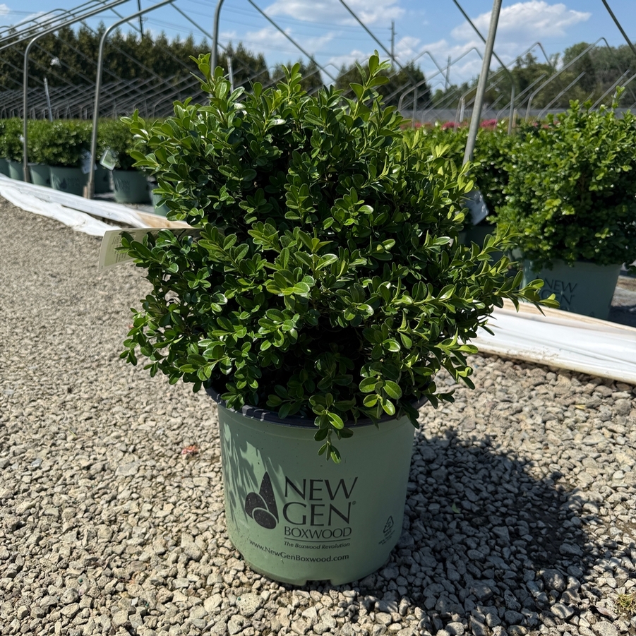 Buxus NewGen® NewGen® Independence®