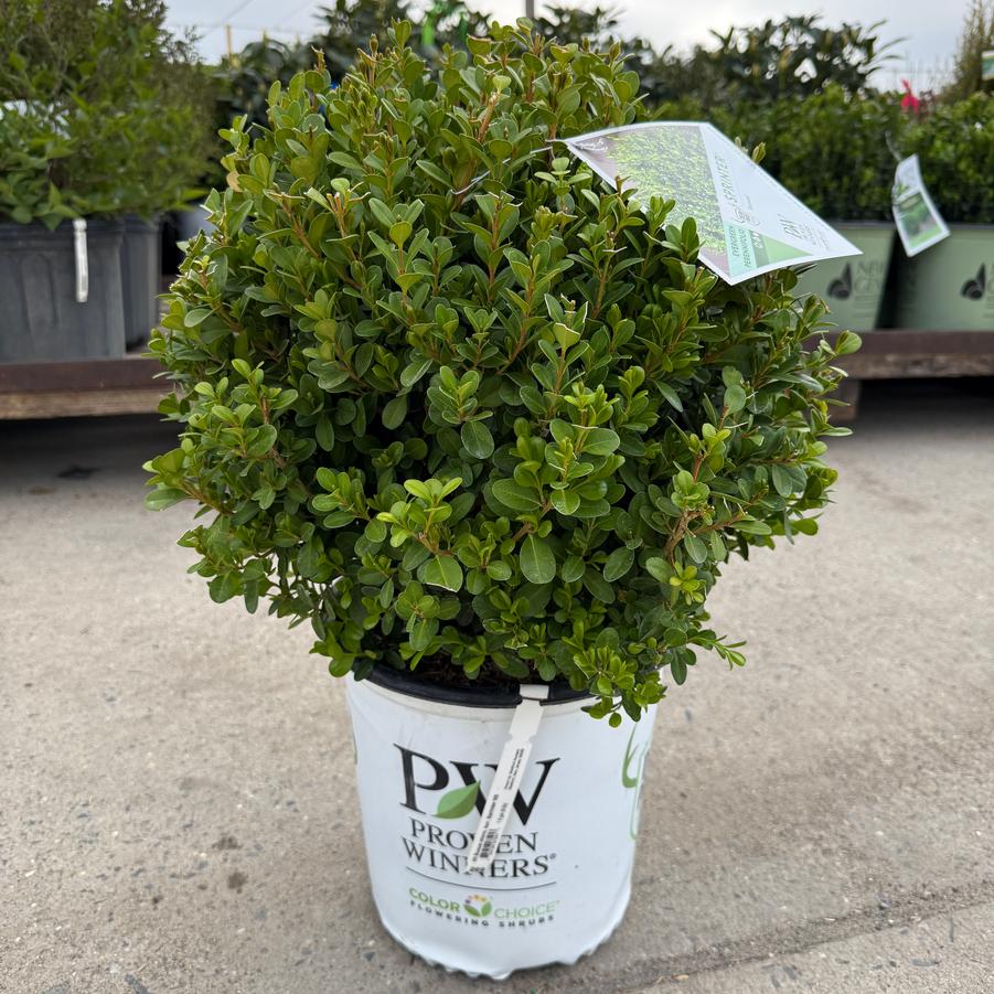 Buxus microphylla Sprinter