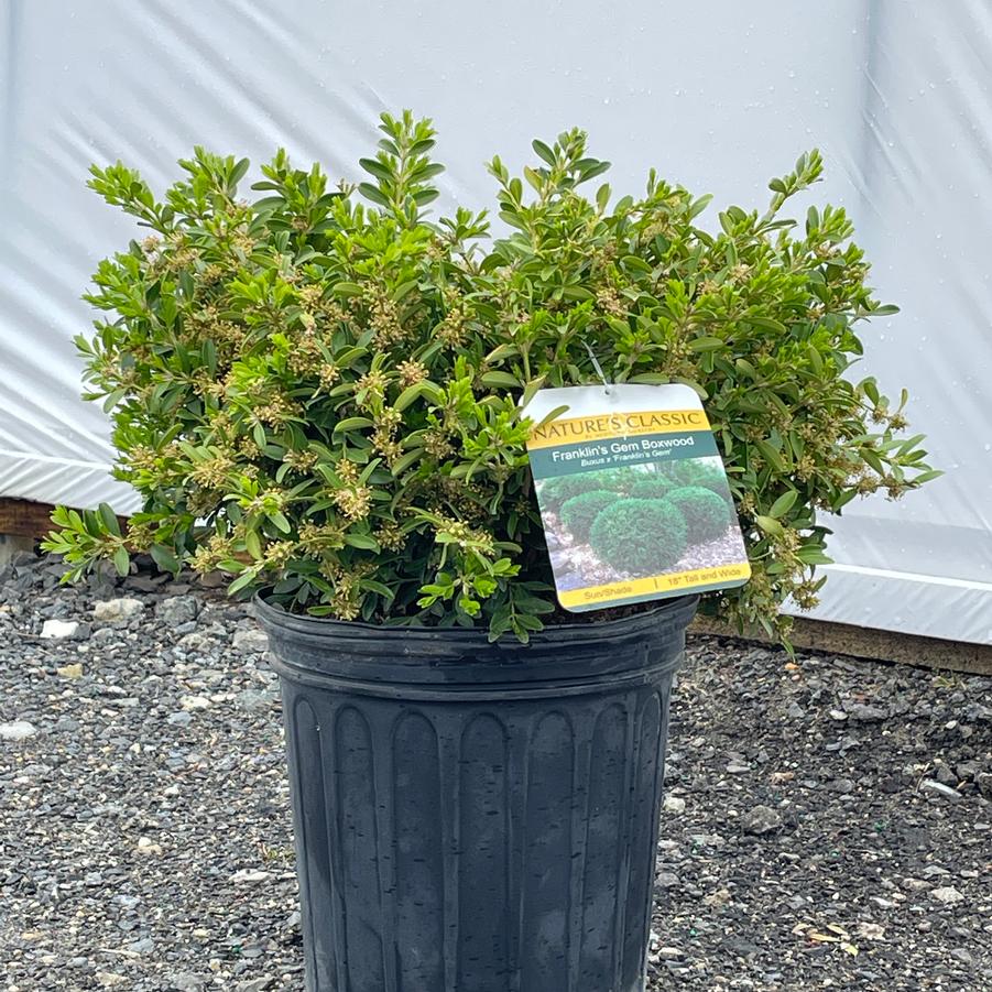 Buxus microphylla kor. Franklin's Gem