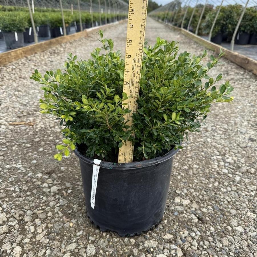 Buxus microphylla kor. Franklin's Gem