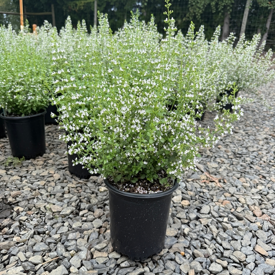 Calamintha nepeta subsp. Nepeta