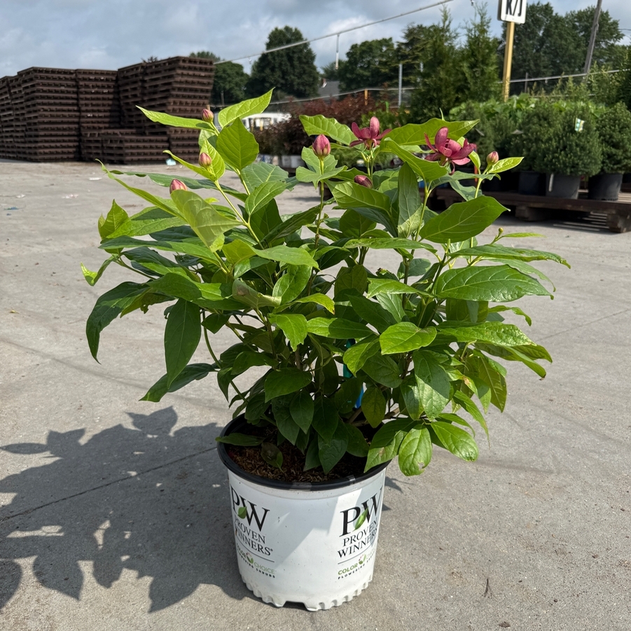 Calycanthus Aphrodite