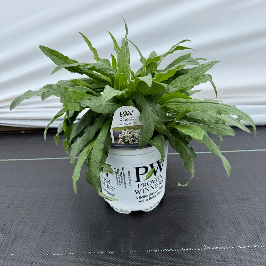 Campanula glomerata Angel Bells PP31465