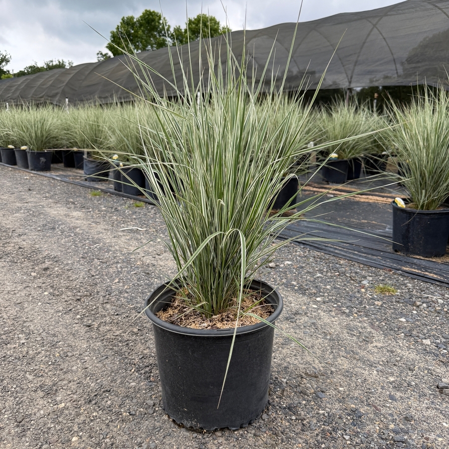 Calamagrostis acutiflora Overdam