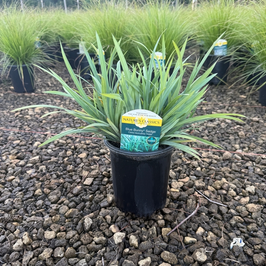 Carex laxiculmus Bunny Blue® Hobb