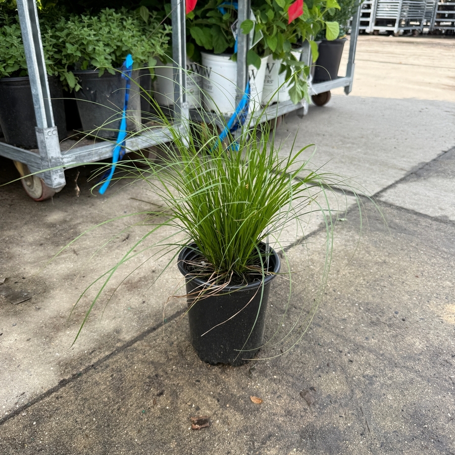 Carex pensylvanica 