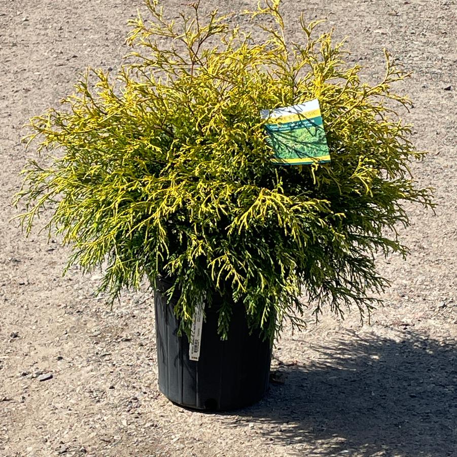 Chamaecyparis pisifera Fil. Au. Nana Goldmop