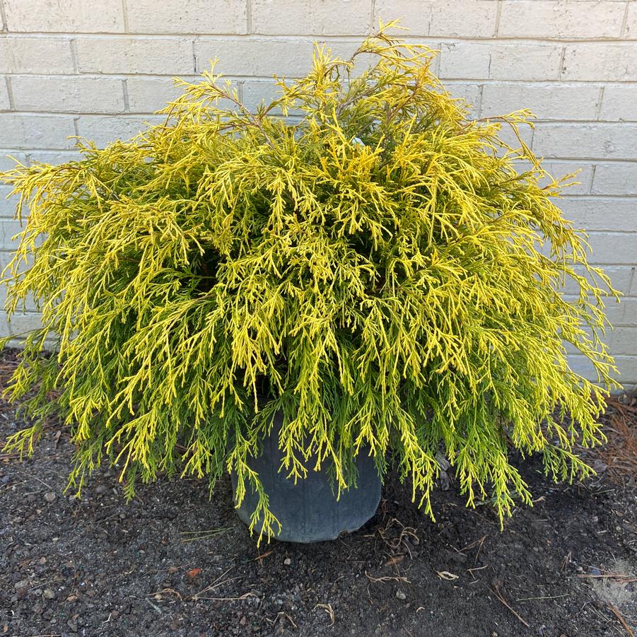 Chamaecyparis pisifera Fil. Au. Nana Goldmop