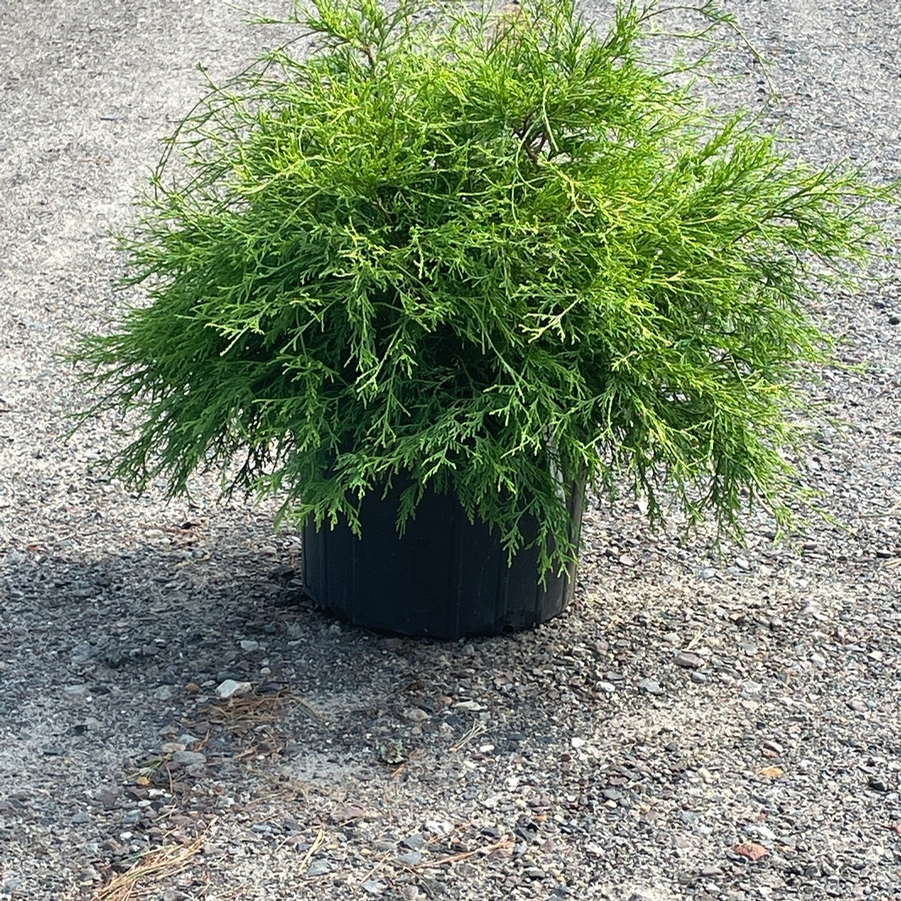 Chamaecyparis pisifera Fil. Au. Nana Goldmop