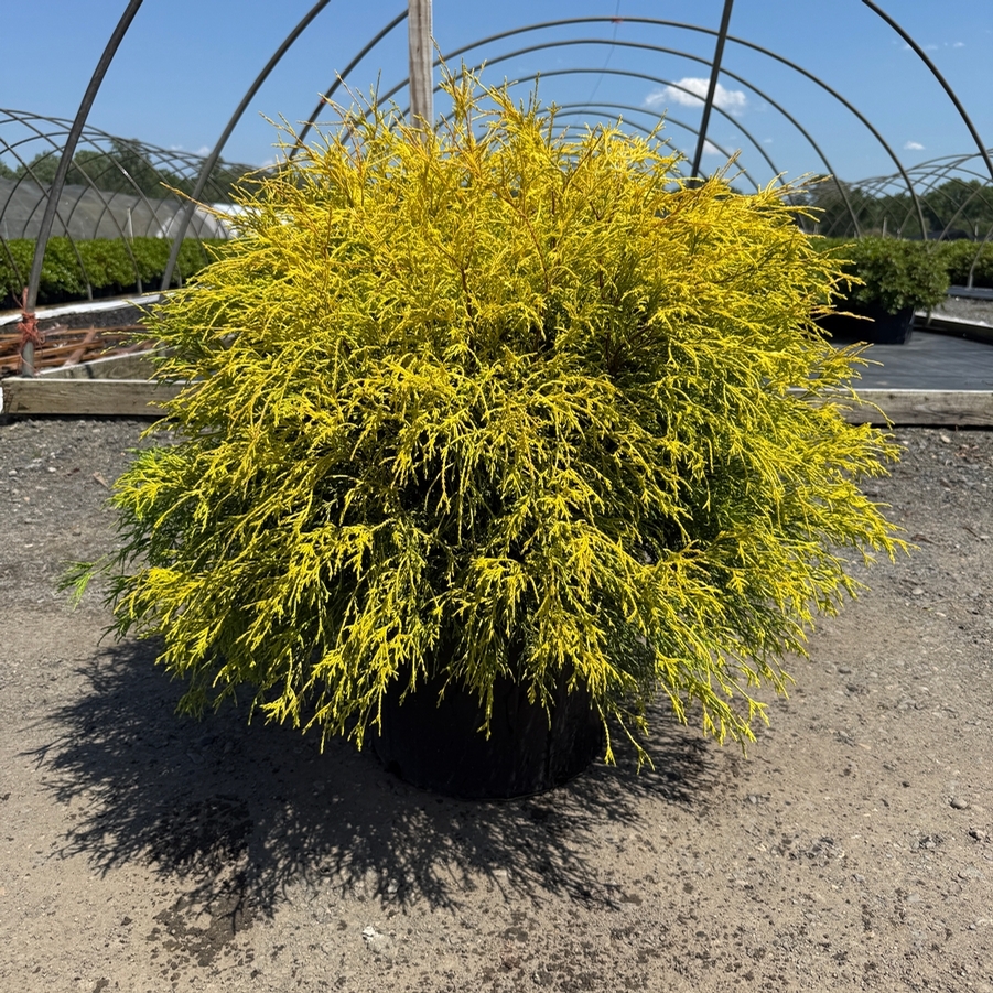 Chamaecyparis pisifera fil. Golden Charm
