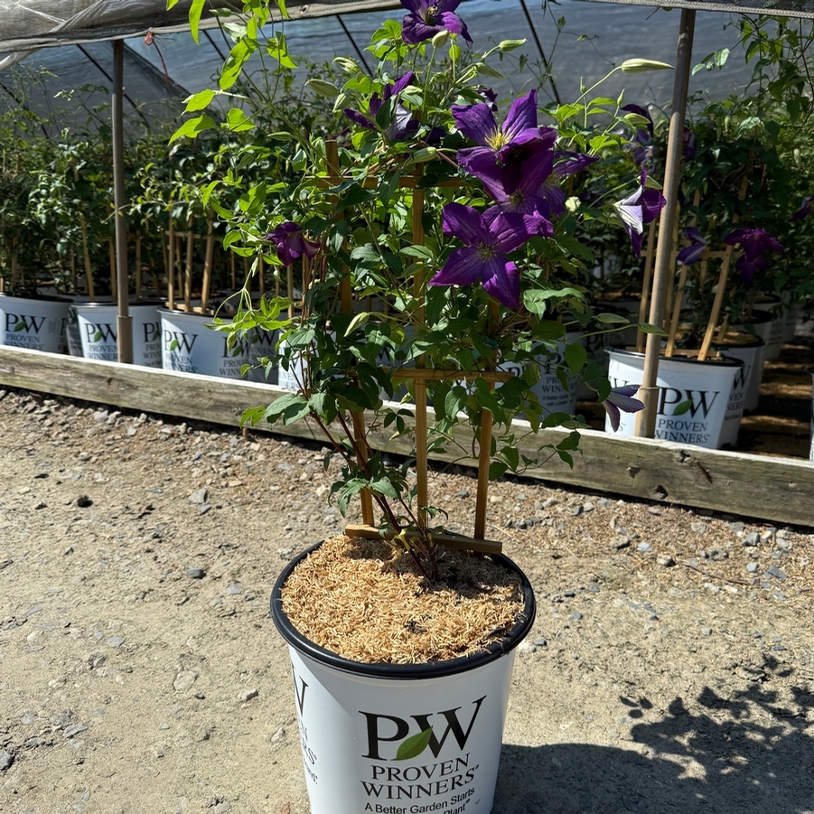 Clematis Happy Jack® Purple